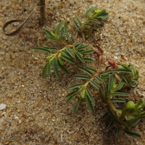 Photographie n°184500 du taxon Euphorbia polygonifolia L. [1753]