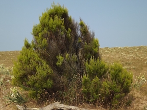 Florent Beck, le 29 août 2013 (Tarnos (Plage du Métro))