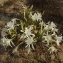  Florent Beck - Pancratium maritimum L. [1753]