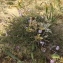  Florent Beck - Dianthus hyssopifolius subsp. gallicus (Pers.) Laínz & Muñoz Garm. [1987]