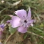  Florent Beck - Dianthus hyssopifolius subsp. gallicus (Pers.) Laínz & Muñoz Garm. [1987]