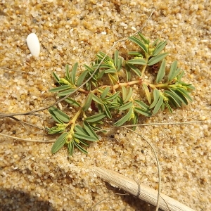 Photographie n°184543 du taxon Euphorbia polygonifolia L. [1753]