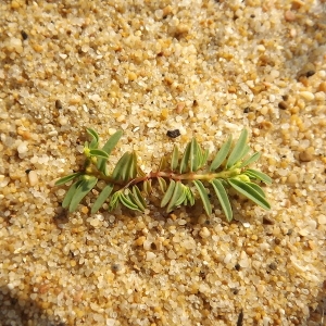  - Euphorbia polygonifolia L. [1753]