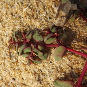 Photographie n°184557 du taxon Euphorbia peplis L. [1753]