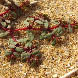 Photographie n°184560 du taxon Euphorbia peplis L. [1753]