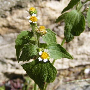 Photographie n°184591 du taxon Galinsoga quadriradiata Ruiz & Pav.