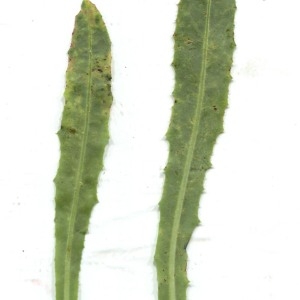 Photographie n°184611 du taxon Sonchus maritimus L. [1759]