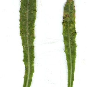 Photographie n°184612 du taxon Sonchus maritimus L. [1759]