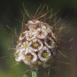Photographie n°184620 du taxon Scabiosa atropurpurea var. maritima (L.) Fiori [1903]