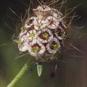 Photographie n°184621 du taxon Scabiosa atropurpurea var. maritima (L.) Fiori [1903]