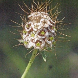 Photographie n°184622 du taxon Scabiosa atropurpurea var. maritima (L.) Fiori [1903]