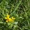  Jean-Claude Echardour - Lotus corniculatus L. [1753]