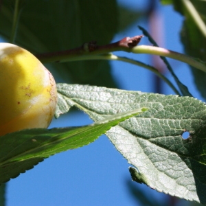  - Prunus domestica subsp. syriaca (Borkh.) Janch. ex Mansf. [1959]