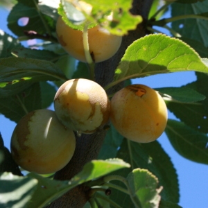  - Prunus domestica subsp. syriaca (Borkh.) Janch. ex Mansf. [1959]