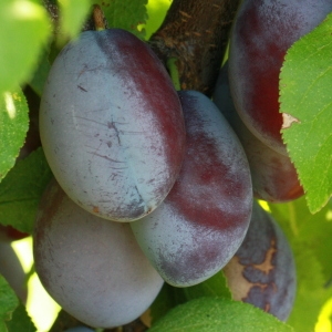 Photographie n°184664 du taxon Prunus domestica var. insititia DC. [1805]