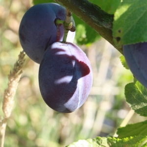Photographie n°184669 du taxon Prunus domestica var. insititia DC. [1805]