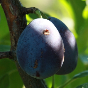  - Prunus domestica var. insititia DC. [1805]