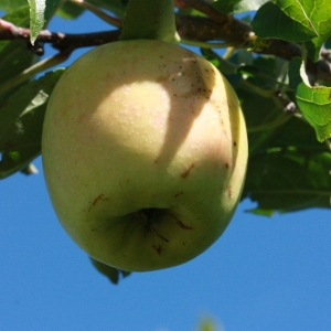 Photographie n°184698 du taxon Malus pumila Mill. [1768]