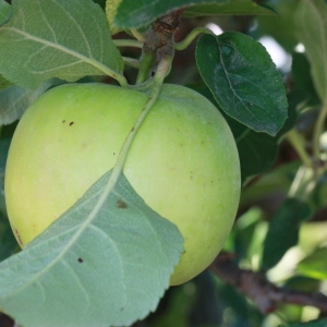 Photographie n°184700 du taxon Malus pumila Mill. [1768]