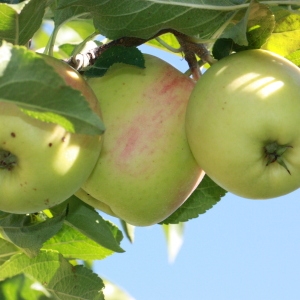 Photographie n°184702 du taxon Malus pumila Mill. [1768]