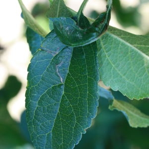 Photographie n°184707 du taxon Malus pumila Mill. [1768]