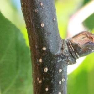 Photographie n°184711 du taxon Malus pumila Mill. [1768]