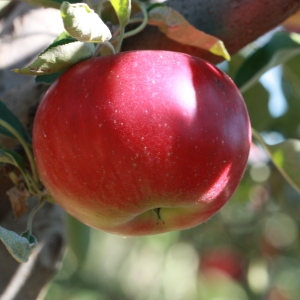 Photographie n°184720 du taxon Malus pumila Mill. [1768]