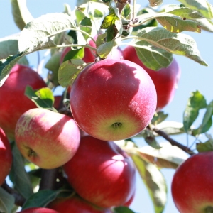 Photographie n°184721 du taxon Malus pumila Mill. [1768]