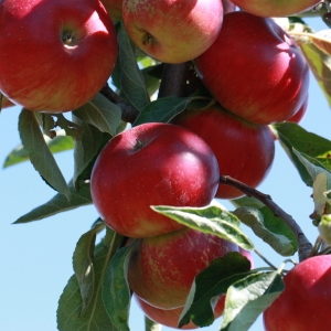 Photographie n°184722 du taxon Malus pumila Mill. [1768]