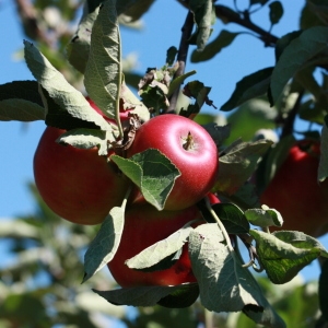 Photographie n°184724 du taxon Malus pumila Mill. [1768]