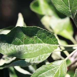 Photographie n°184730 du taxon Malus pumila Mill. [1768]