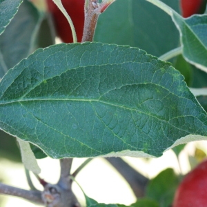 Photographie n°184733 du taxon Malus pumila Mill. [1768]