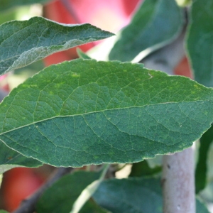 Photographie n°184734 du taxon Malus pumila Mill. [1768]