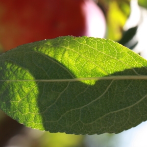 Photographie n°184737 du taxon Malus pumila Mill. [1768]