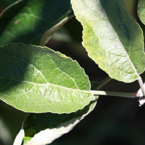 Photographie n°184740 du taxon Malus pumila Mill. [1768]