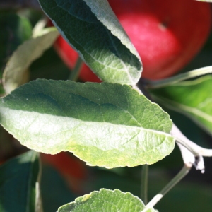 Photographie n°184741 du taxon Malus pumila Mill. [1768]