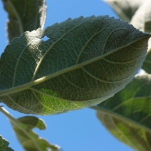 Photographie n°184751 du taxon Malus pumila Mill. [1768]