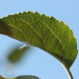 Photographie n°184752 du taxon Malus pumila Mill. [1768]