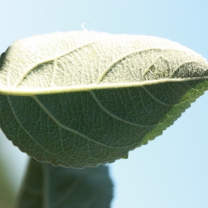 Photographie n°184753 du taxon Malus pumila Mill. [1768]