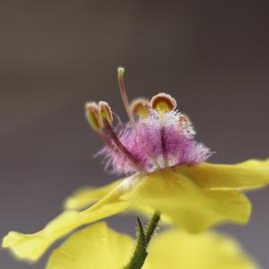  - Verbascum blattaria L. [1753]