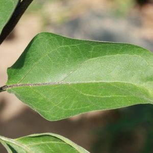 Photographie n°184783 du taxon Solanum melongena L. [1753]