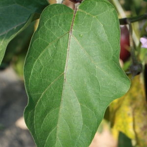 Photographie n°184787 du taxon Solanum melongena L. [1753]