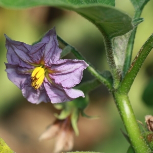 Photographie n°184788 du taxon Solanum melongena L. [1753]