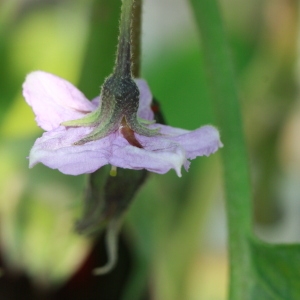 Photographie n°184789 du taxon Solanum melongena L. [1753]