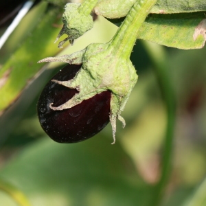 Photographie n°184796 du taxon Solanum melongena L. [1753]