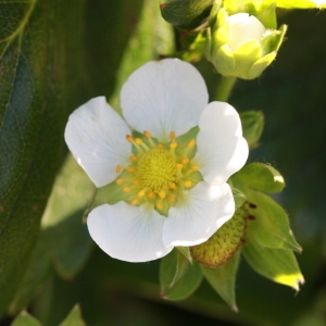 Photographie n°184829 du taxon Fragaria x ananassa (Weston) Duchesne [1766]