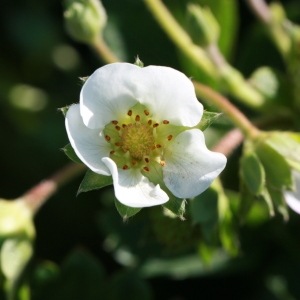 Photographie n°184830 du taxon Fragaria x ananassa (Weston) Duchesne [1766]