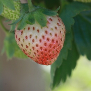 Photographie n°184833 du taxon Fragaria x ananassa (Weston) Duchesne [1766]