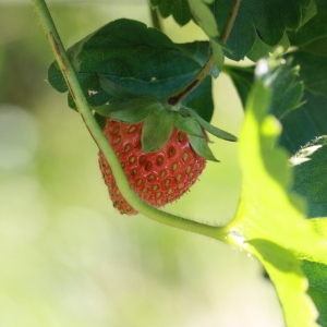 Photographie n°184838 du taxon Fragaria x ananassa (Weston) Duchesne [1766]