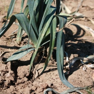 Photographie n°184859 du taxon Allium porrum L. [1753]